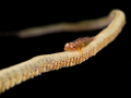 Goby 